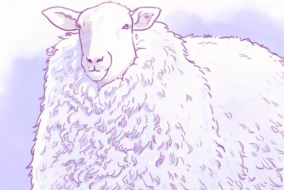 dessin du manteau de laine d’un mouton