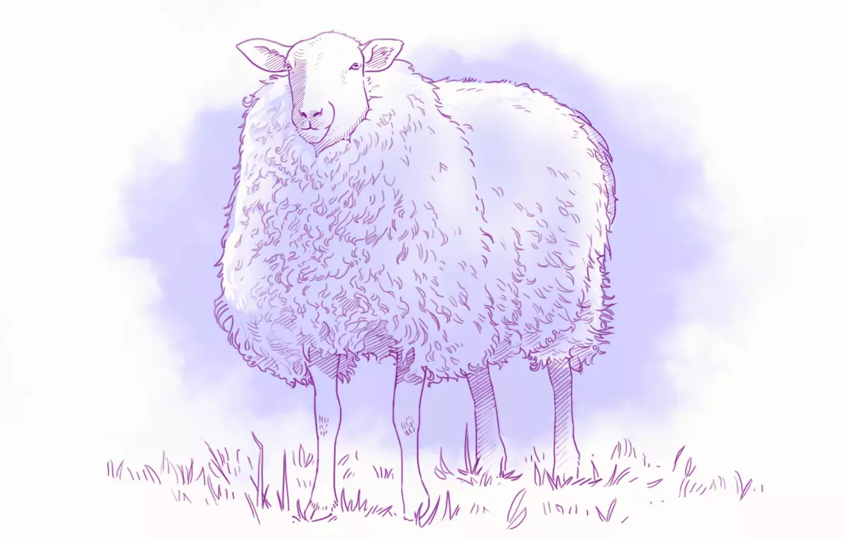 dessin des zones de lumière d’un mouton