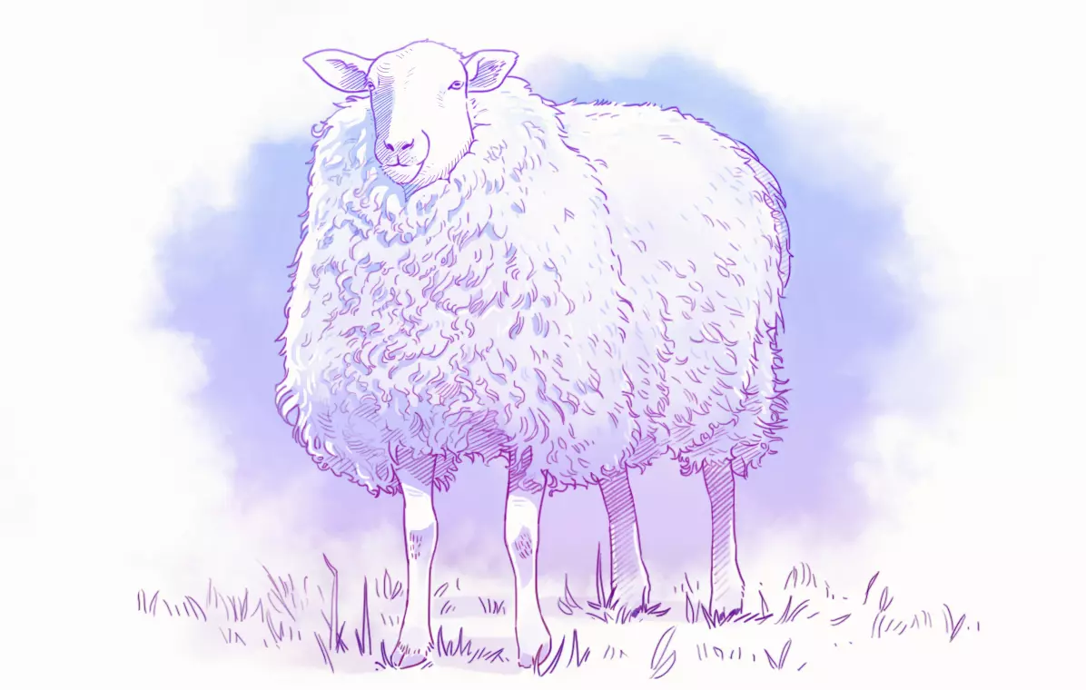 dessin d’un mouton