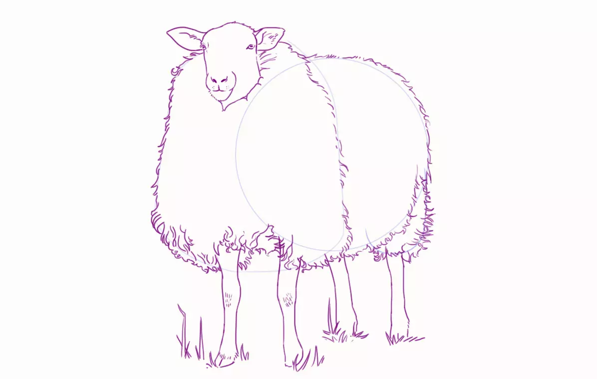 dessin des poils du mouton