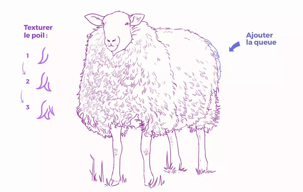 dessin de la texture des poils du mouton