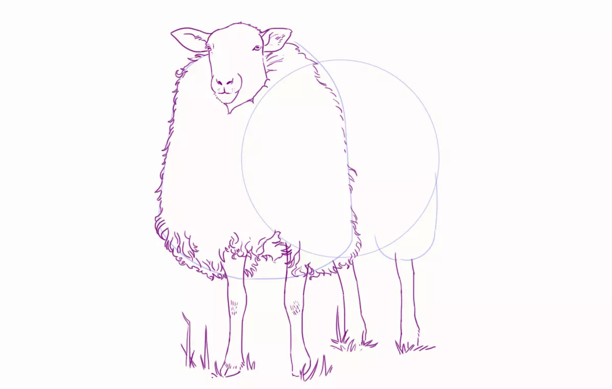 dessin de la toison d’un mouton