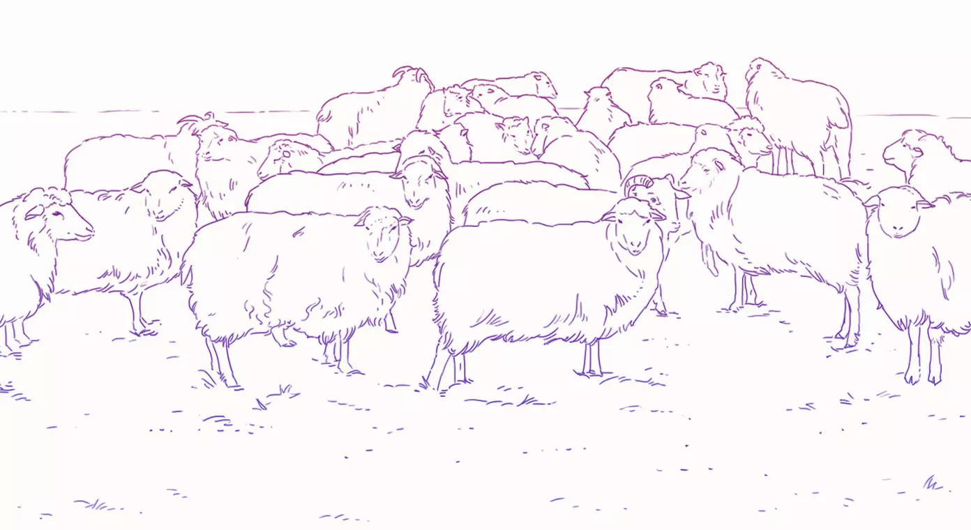 dessin d’un troupeau de moutons