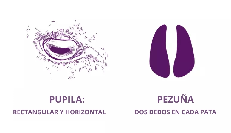 dibujo de la estructura de una oveja