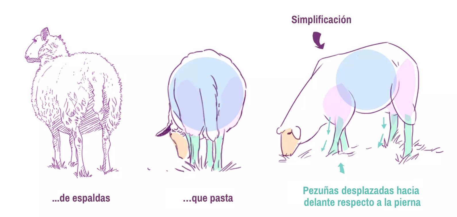 dibujo de la pupila y la pezuña de una oveja