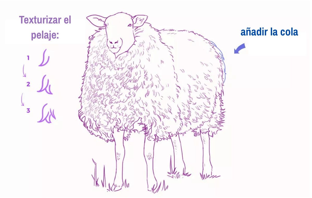 dibujo de los contornos del pelo de la oveja