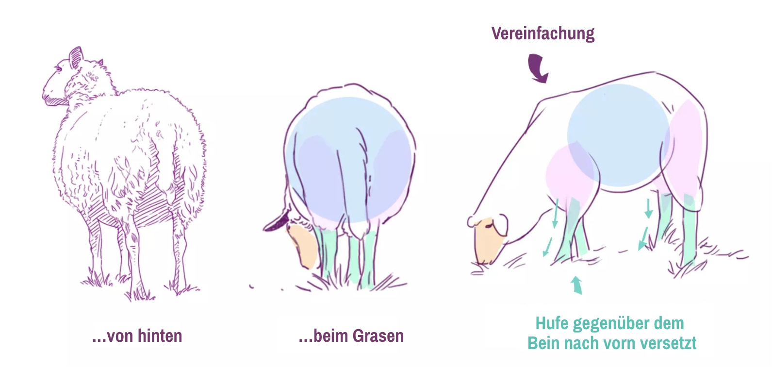 Zeichnung der Pupille und des Hufs eines Schafes