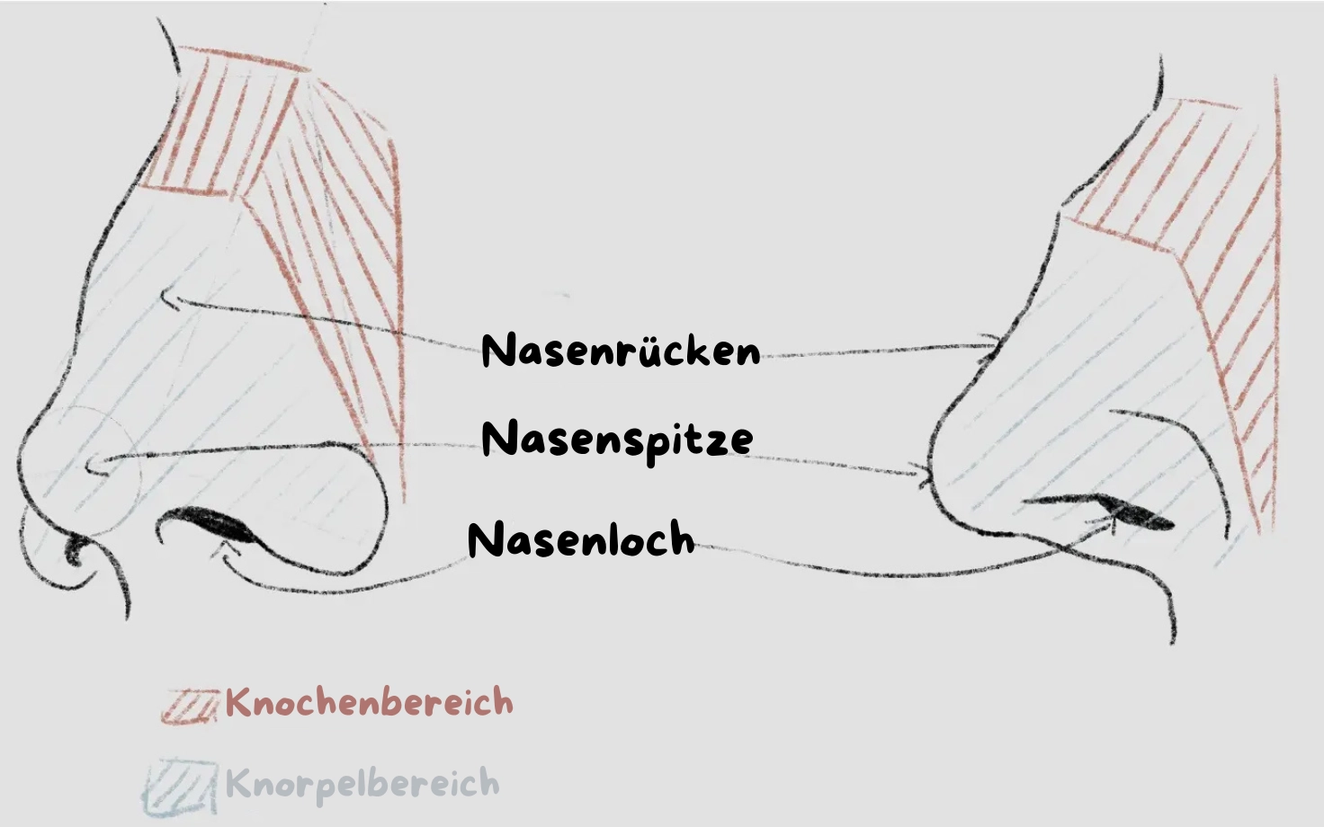 Zeichnung der Anatomie der Nase