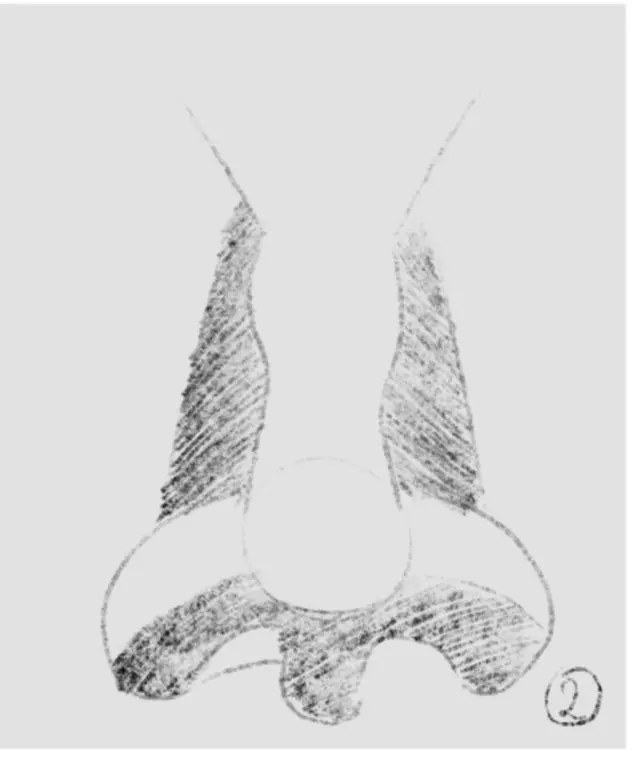 dessiner l’ombrage de la base d’un nez de face