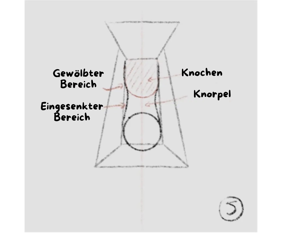 die Grundlagen einer Nase von vorne zeichnen