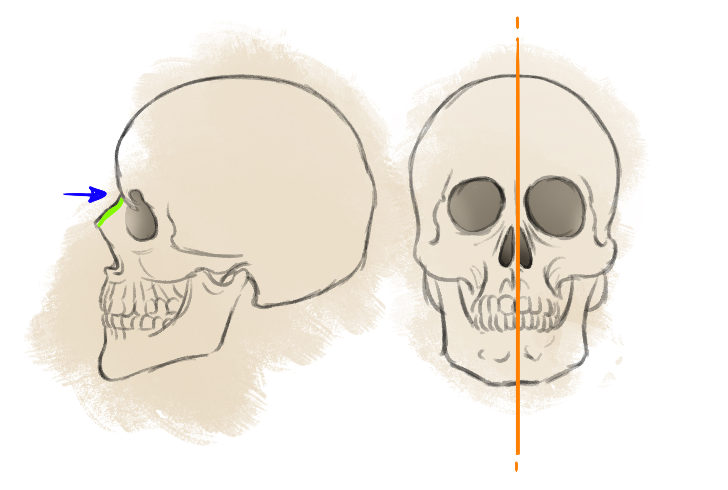 dessin de du nez sur un crâne humain