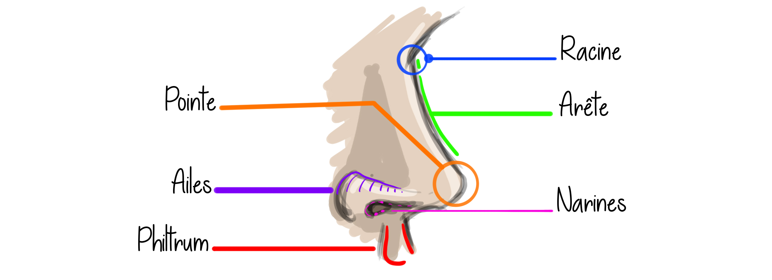 dessin explicatif des différentes parties du nez