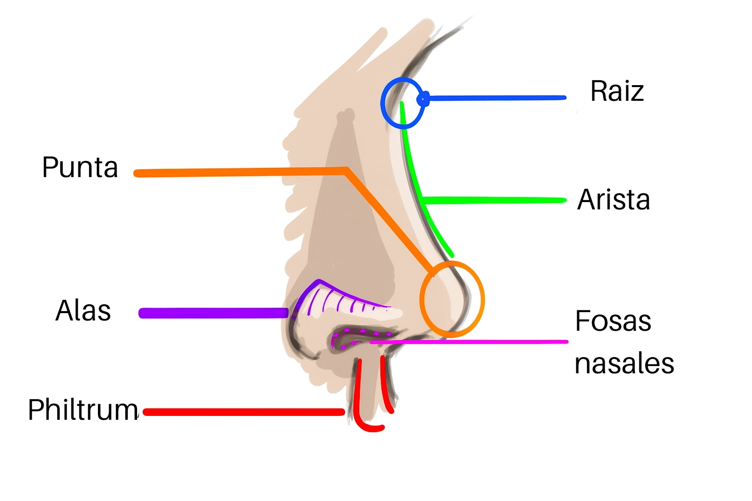 dibujo explicativo de las diferentes partes de la nariz
