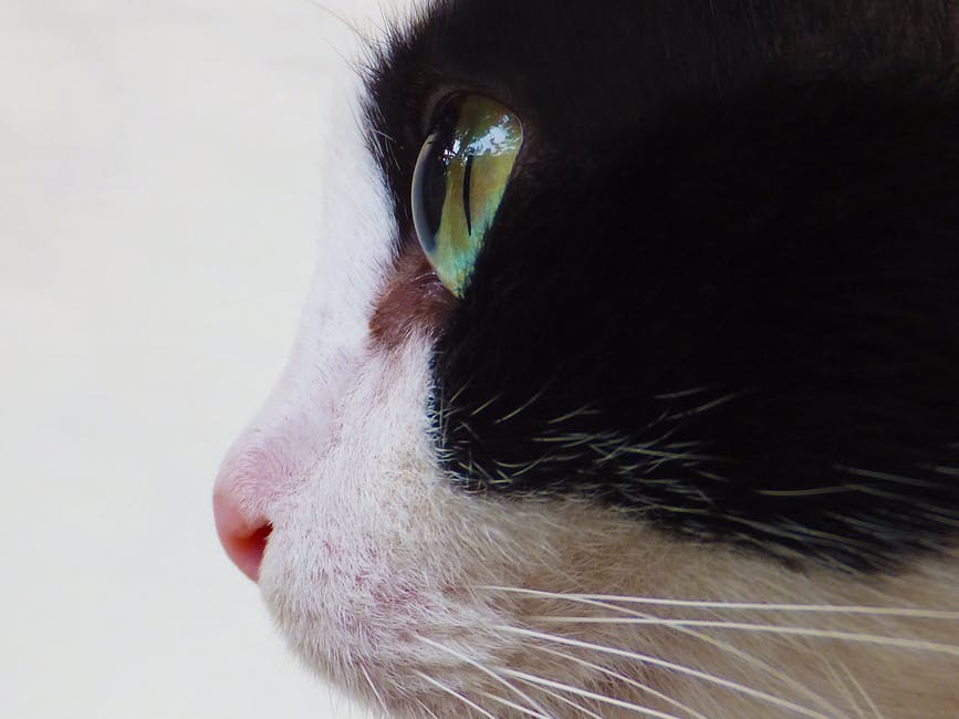 Photo d'un oeil de chat
