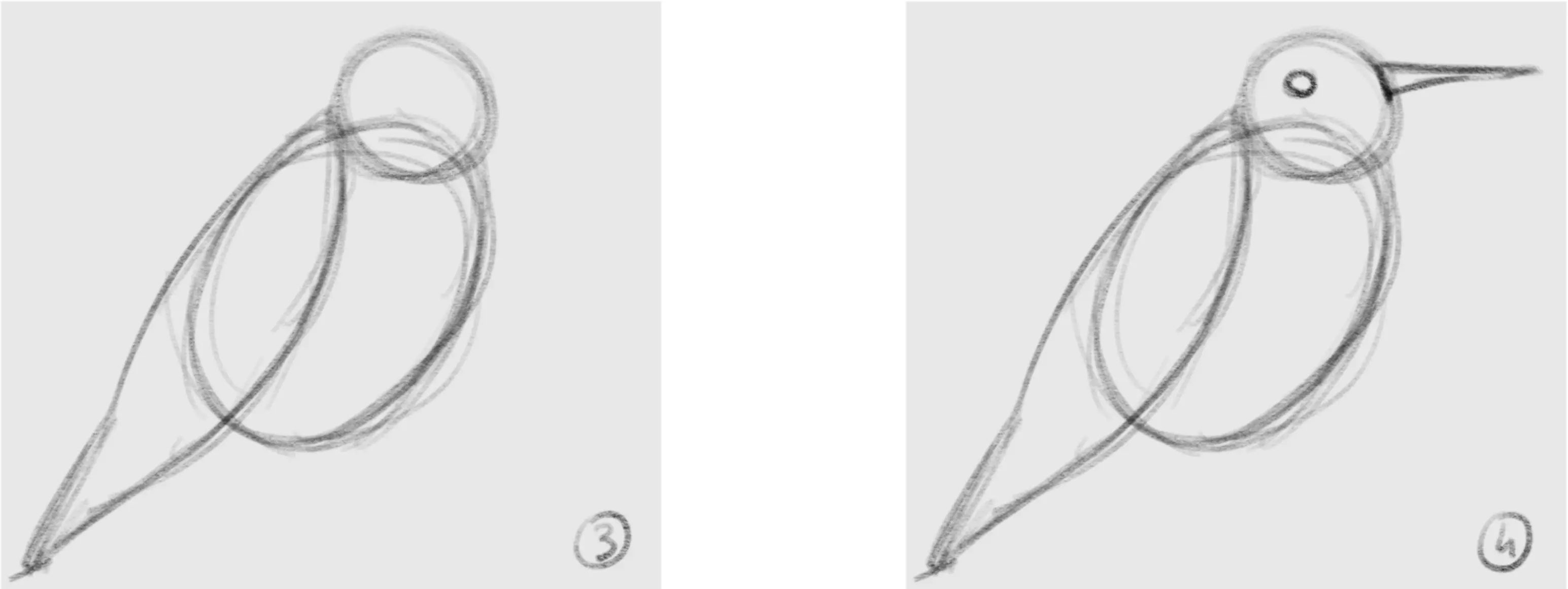 dessiner les ailes d’un oiseau 