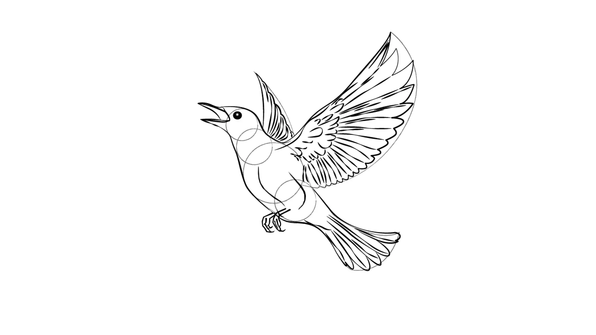 dessin des pattes d’un oiseau en vol