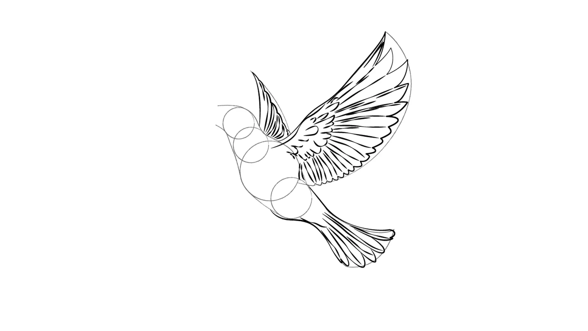dessin de la queue d’un oiseau en vol