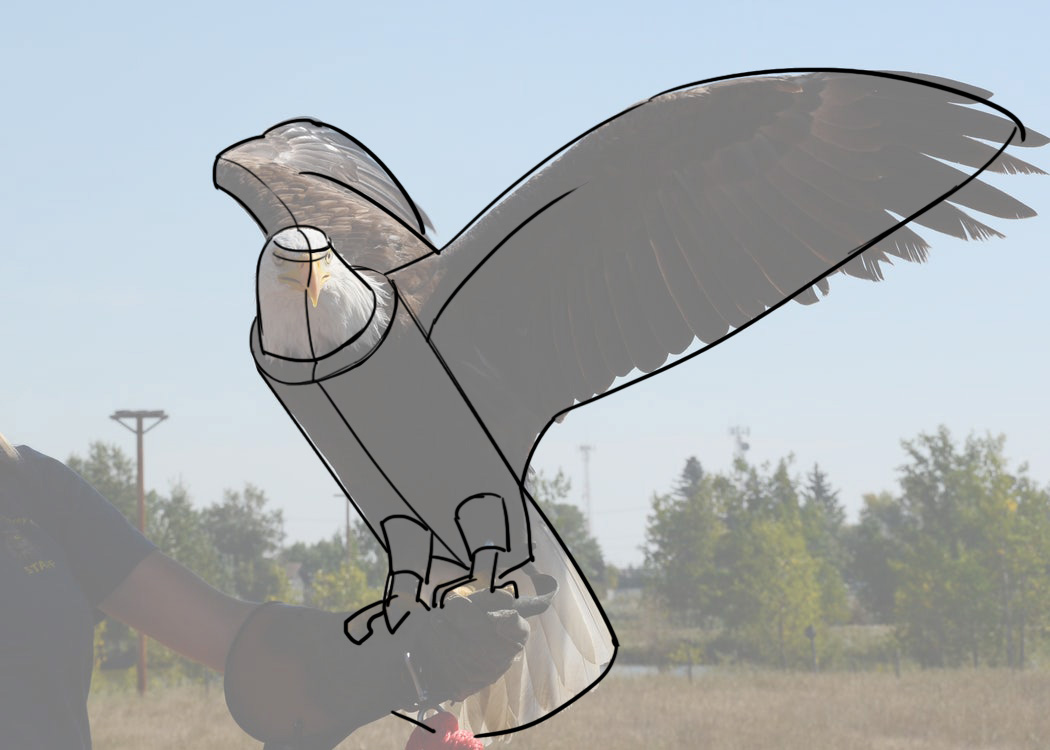 Schéma du modèle pour le dessin de l'oiseau