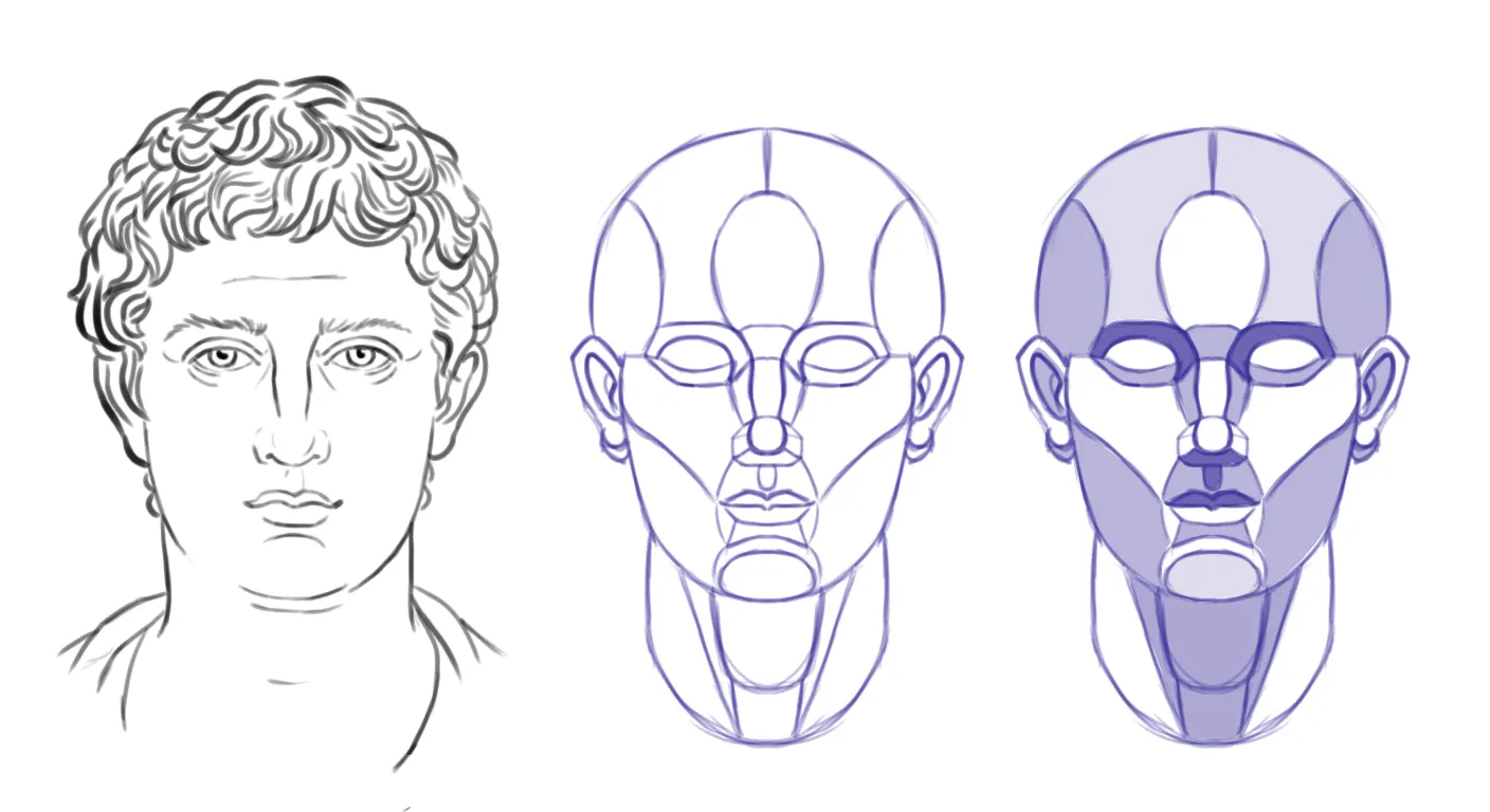 comprendre les volumes du visage