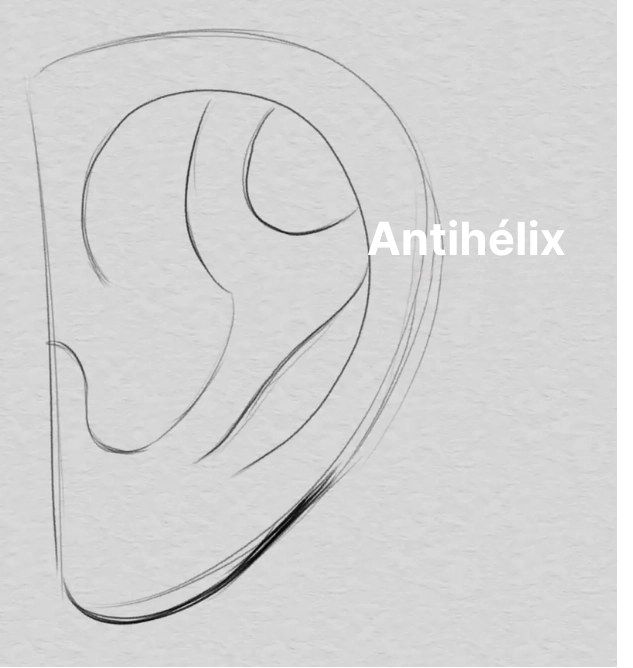 dibujar el antihélix de una oreja