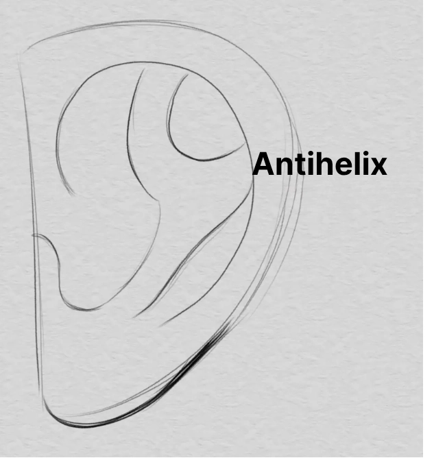 drawing of the antihelix of an ear
