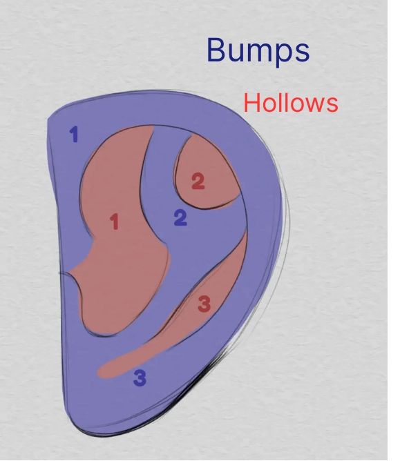 draw the bumps of an ear