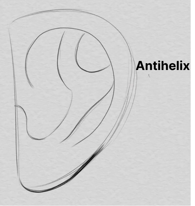 die Anthelix eines Ohrs zeichnen