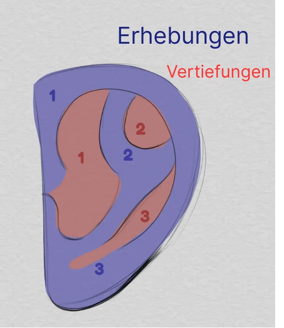die Erhebungen eines Ohrs zeichnen