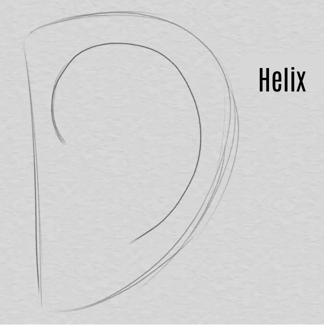 das Helix eines Ohrs zeichnen