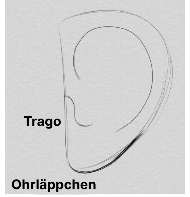 zeichne den Lappen eines Ohrs