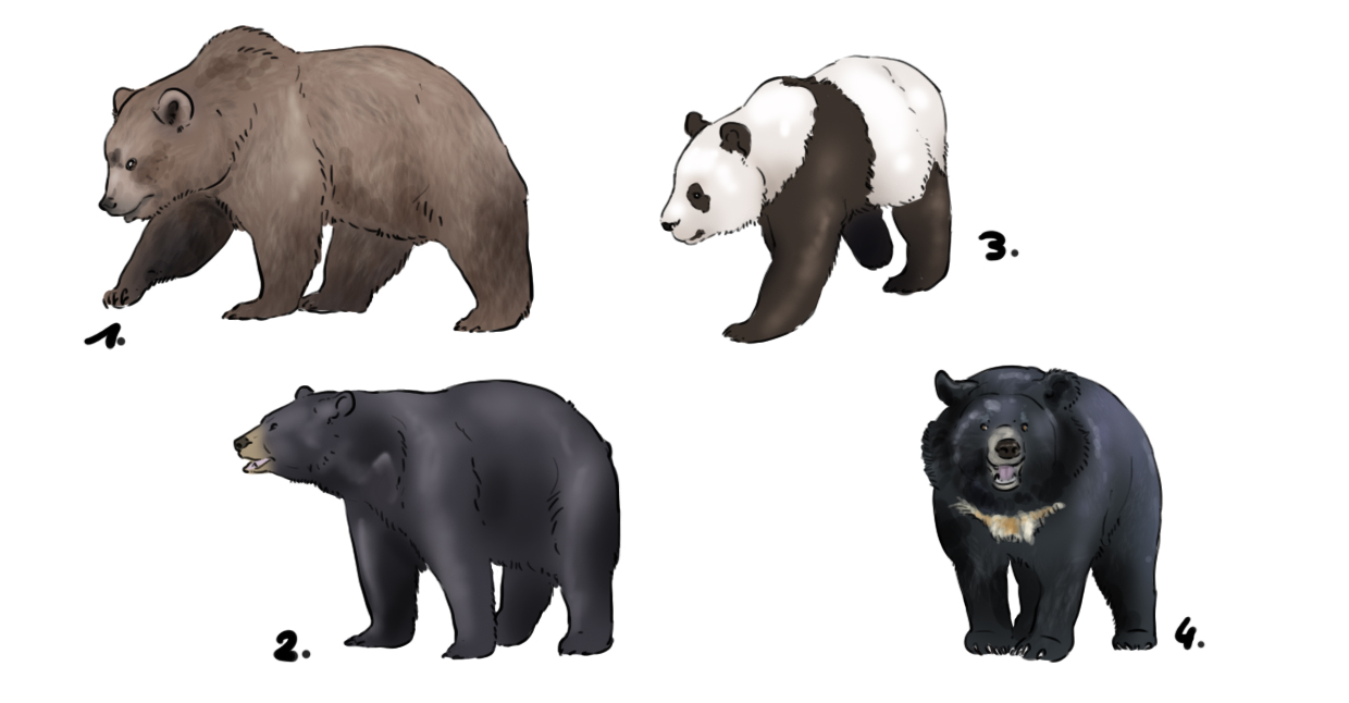 Dessins d'ours de différentes espèces