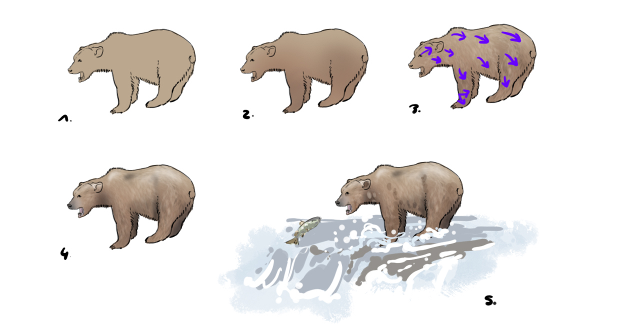 dessin-ours-couleur-final