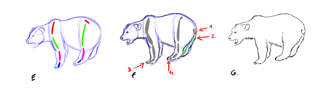 dessiner un ours par étape 2