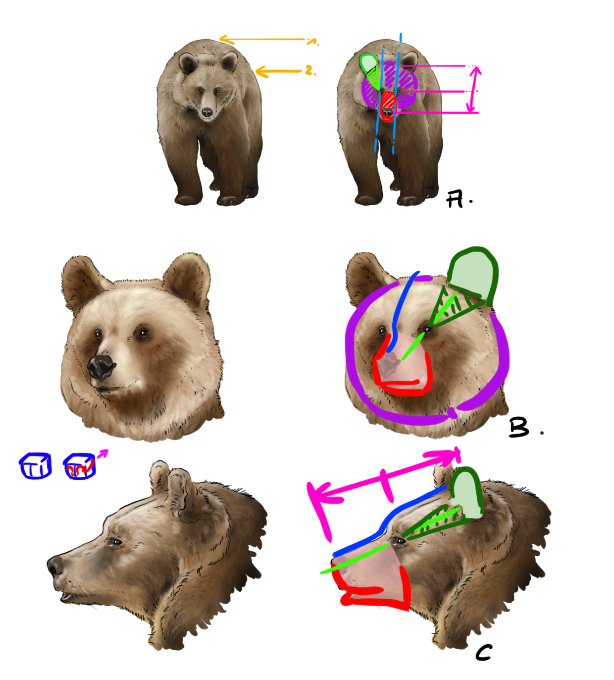 dessins de la tête et du corps de l'ours