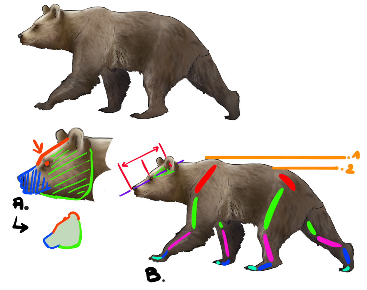 dessin de l'ours en vue de profil