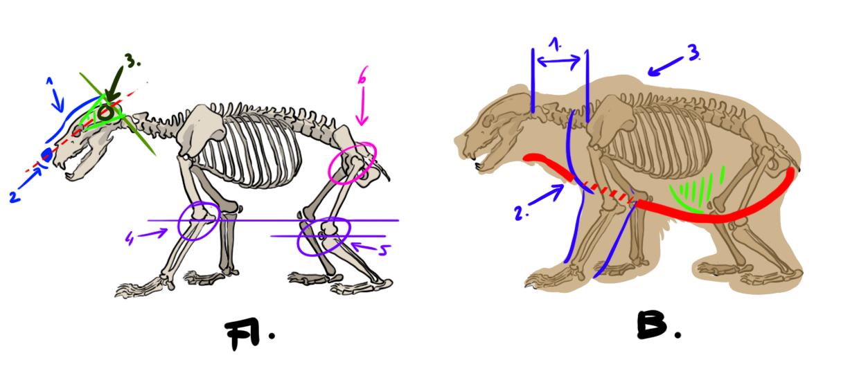 Schéma de l'anatomie de l'ours