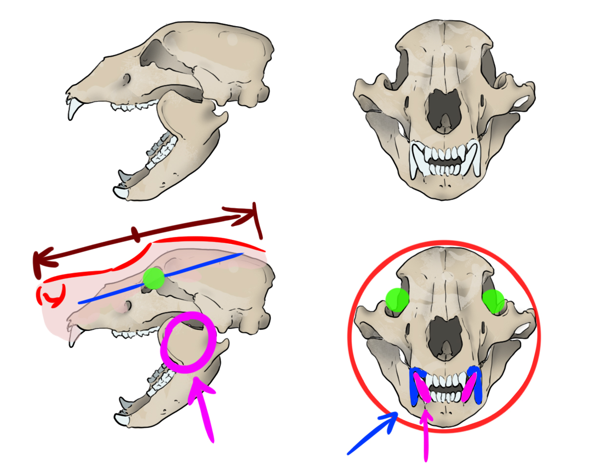 Schéma du crâne de l'ours
