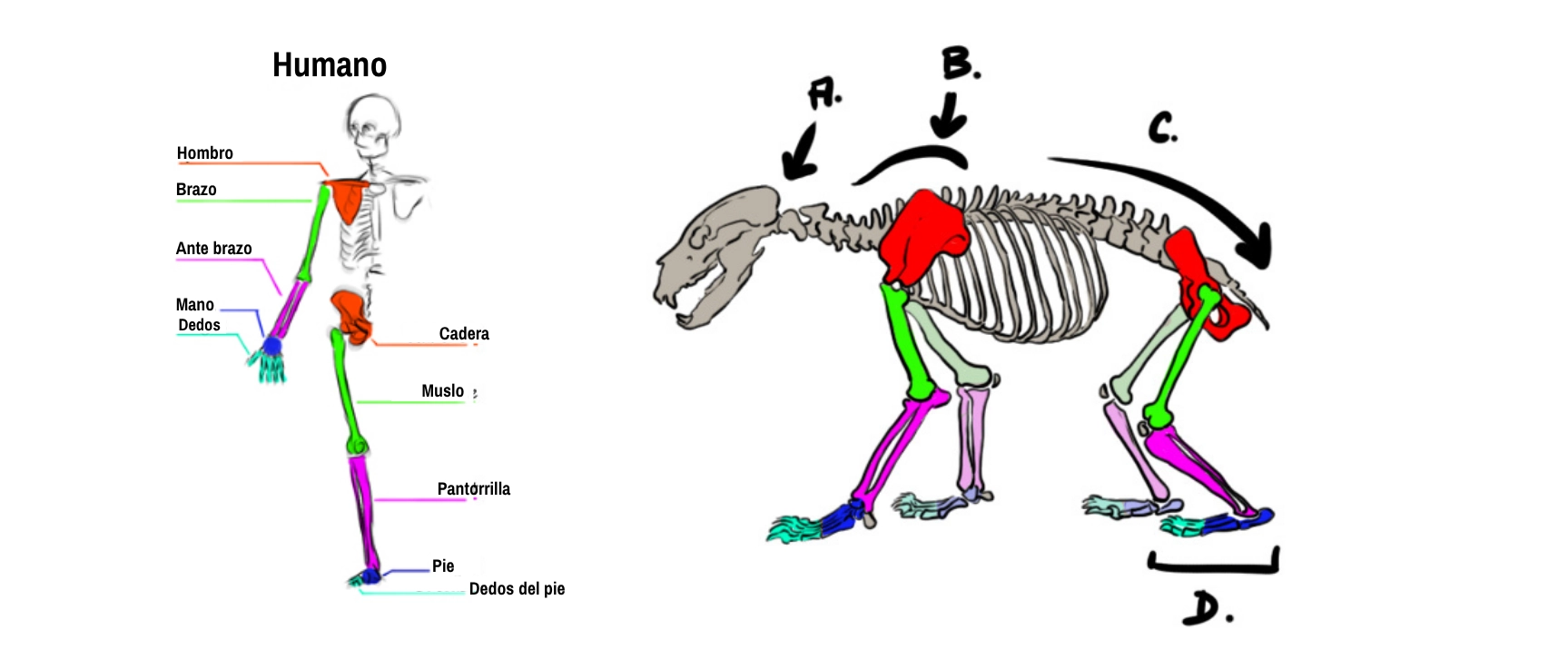 Dibujo del esqueleto del oso