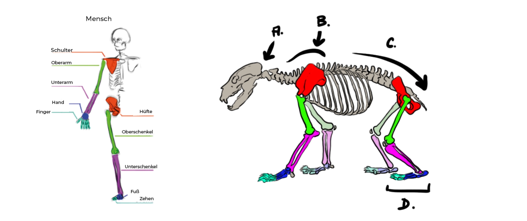 Zeichnung des Bärenskeletts