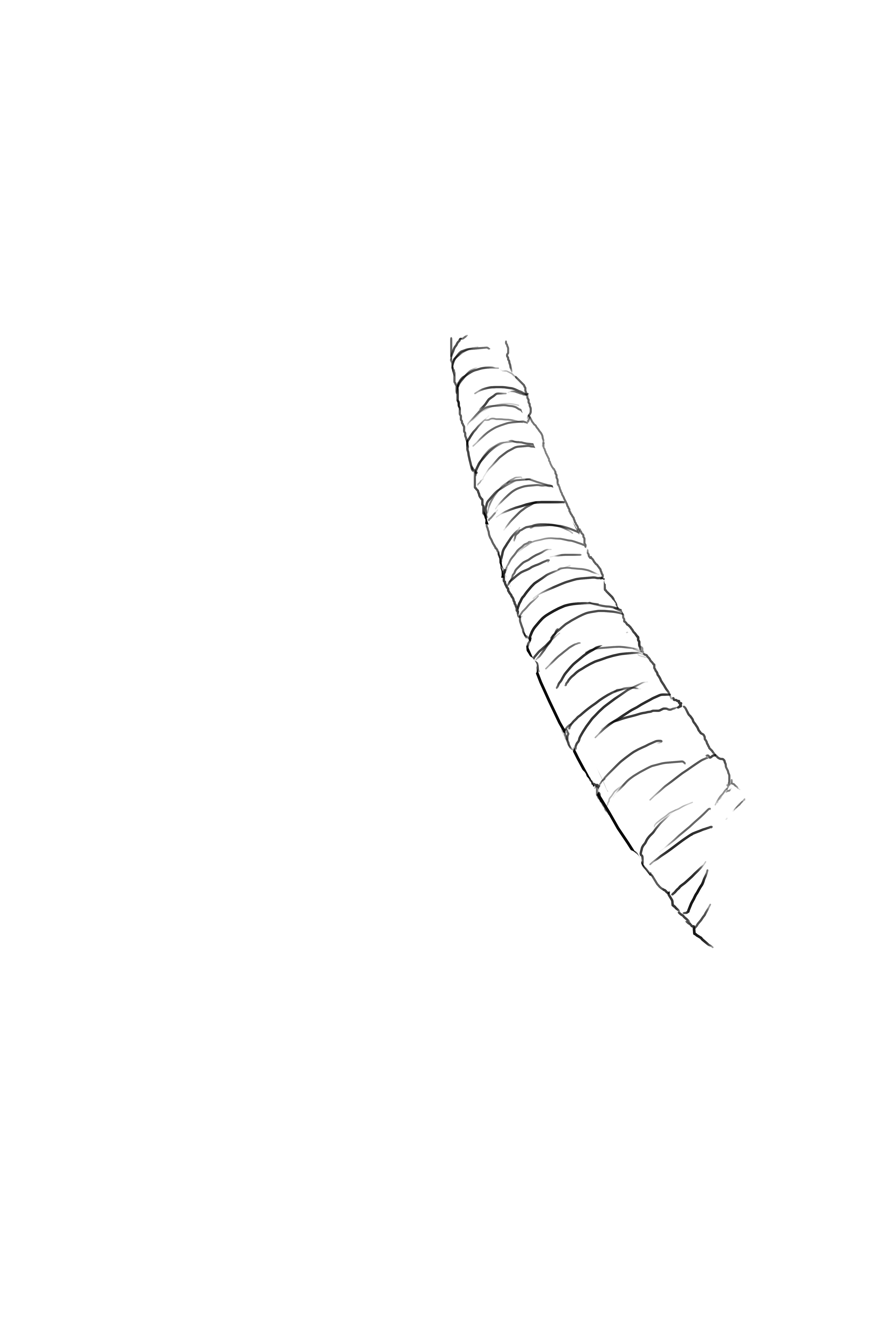 dessiner l’écorce du palmier 2
