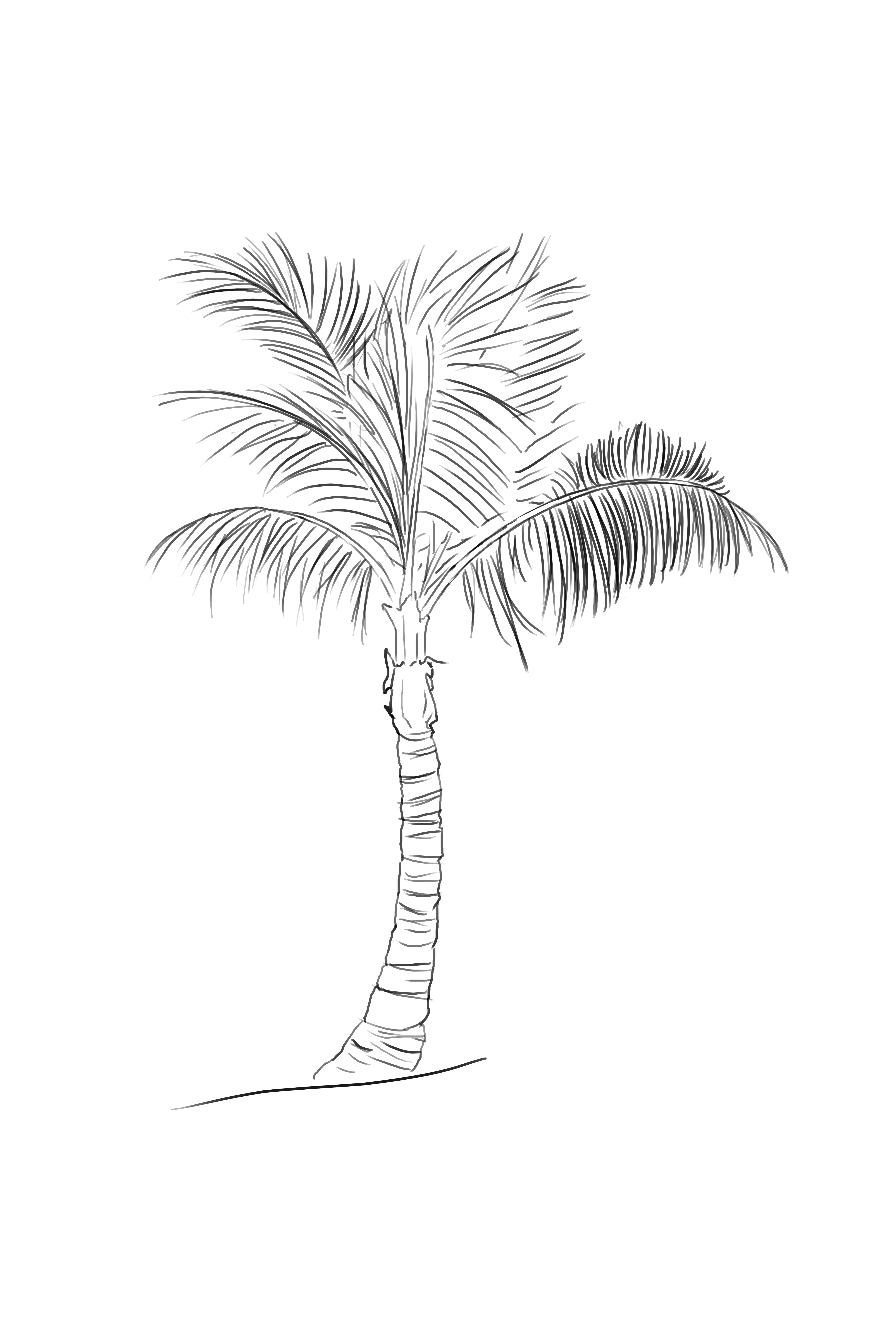 dessin de palmier réaliste
