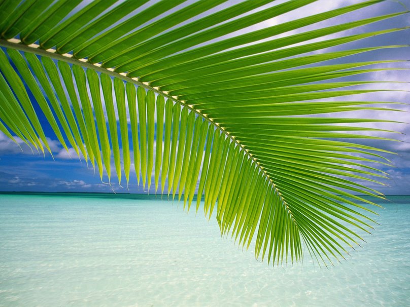 photo de référence pour le dessin du feuillage de palmier