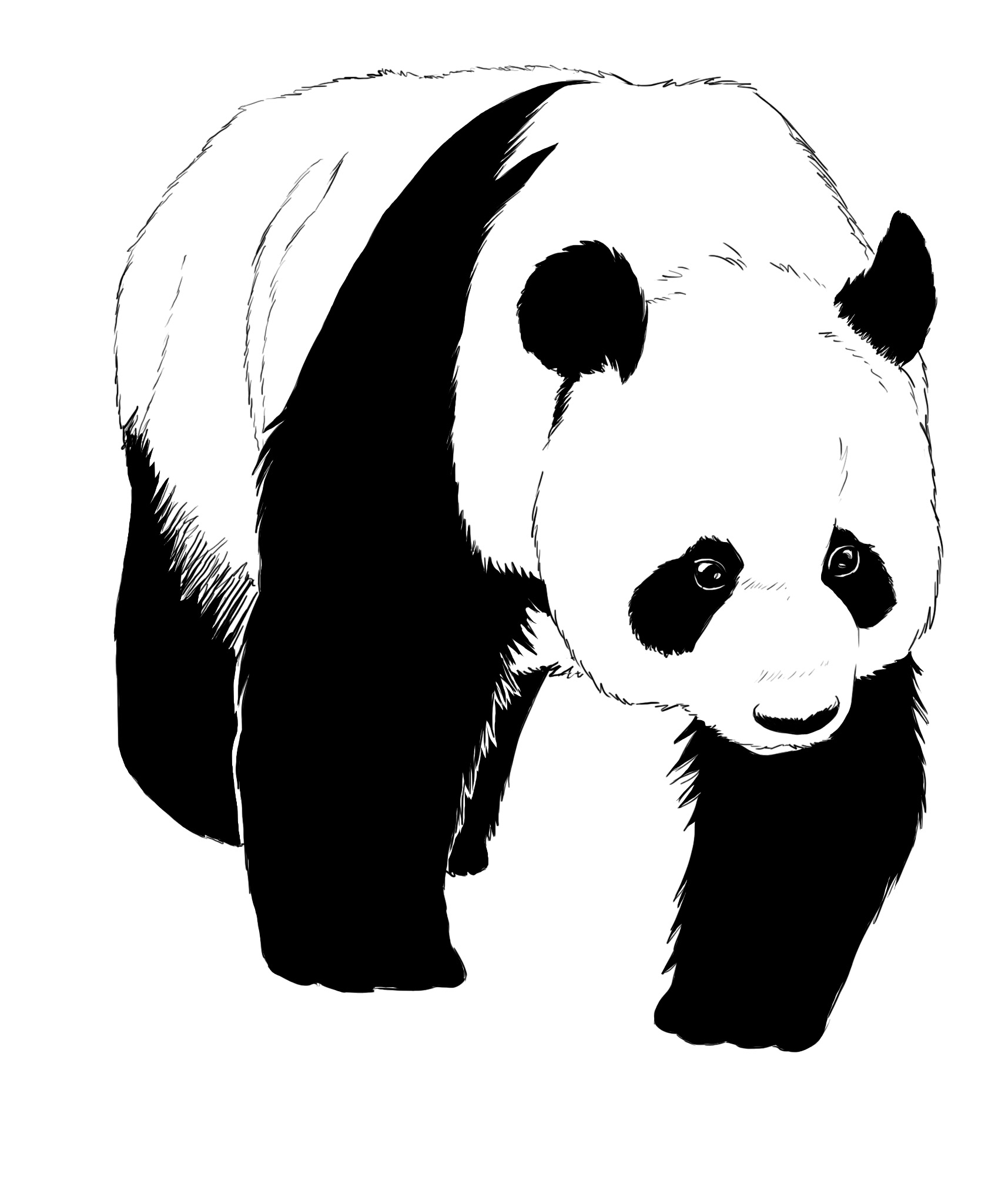 Dessin final du panda