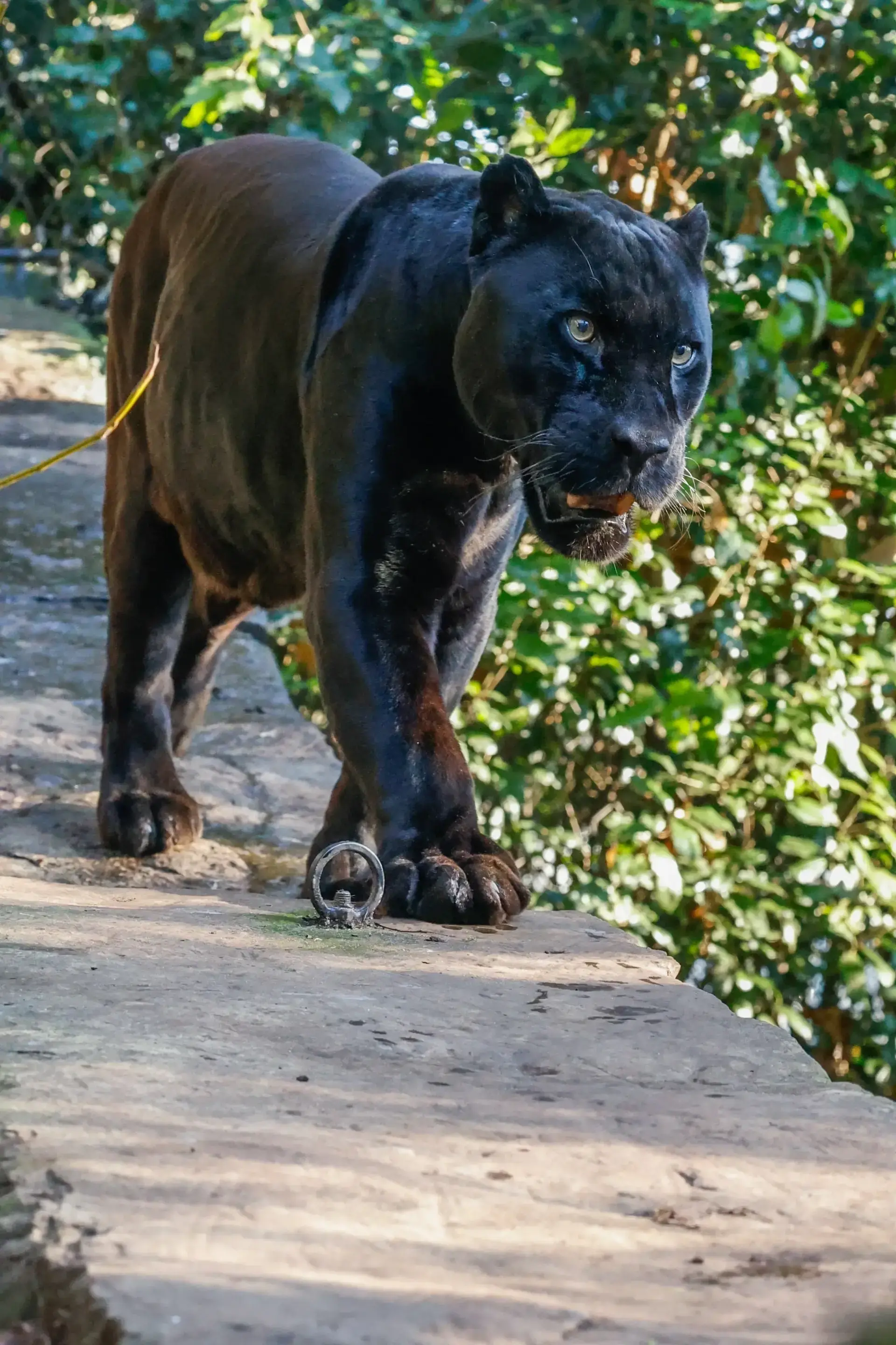 the anatomy of a panther