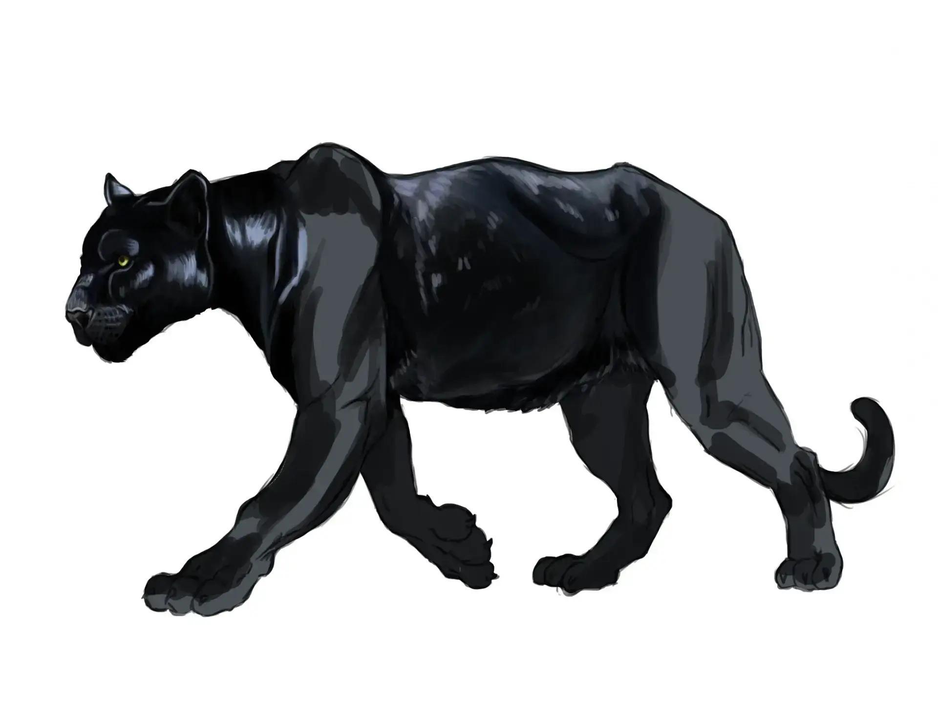draw the neck of a panther