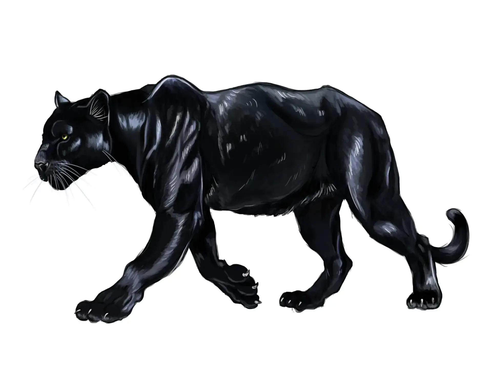 draw the details of a panther