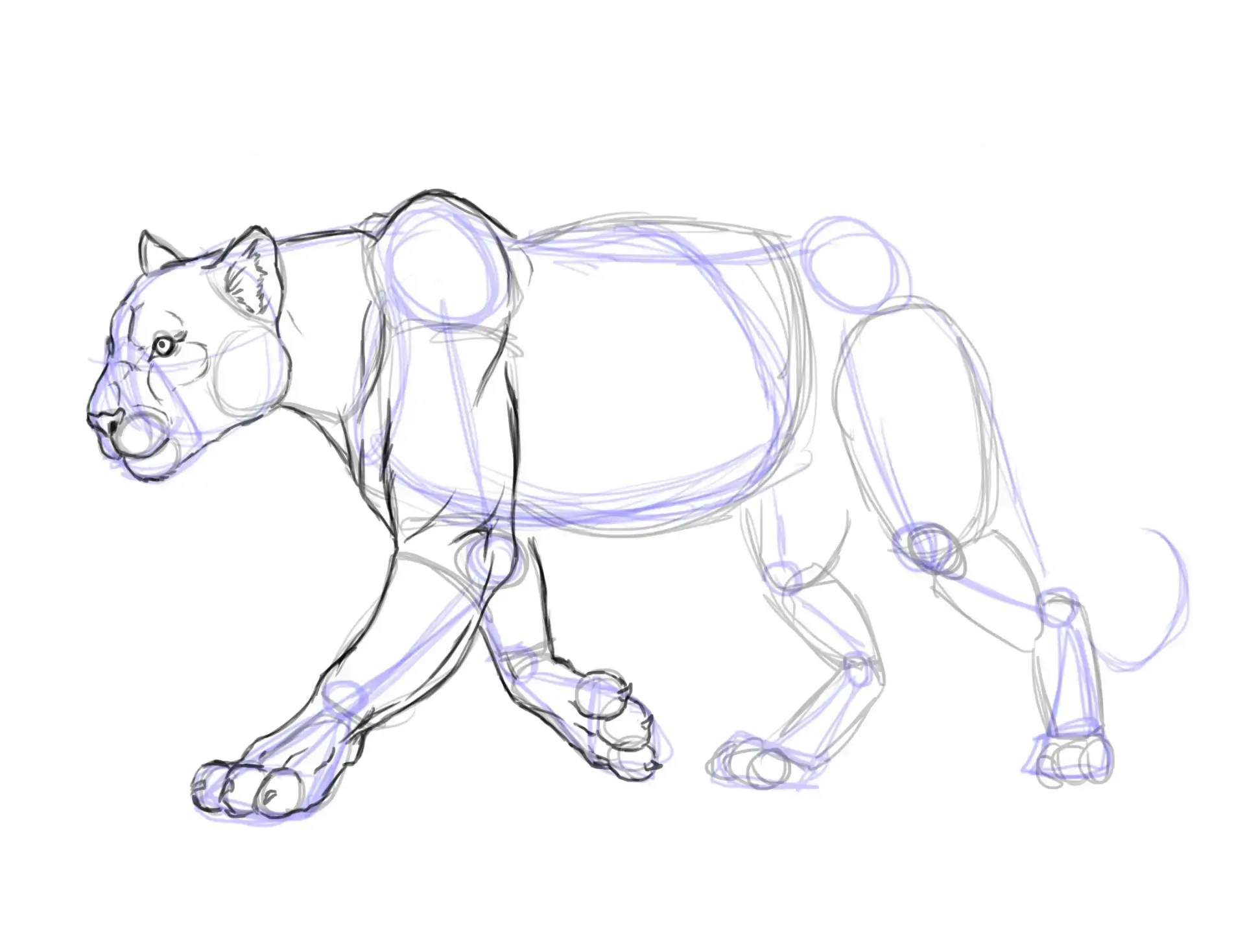 draw a panther's claws