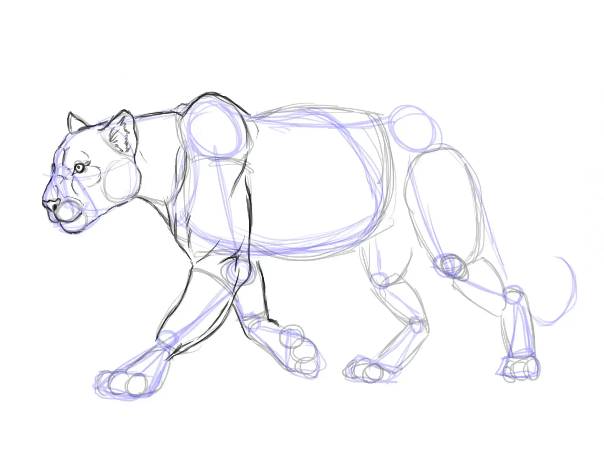 draw the muscles of a panther