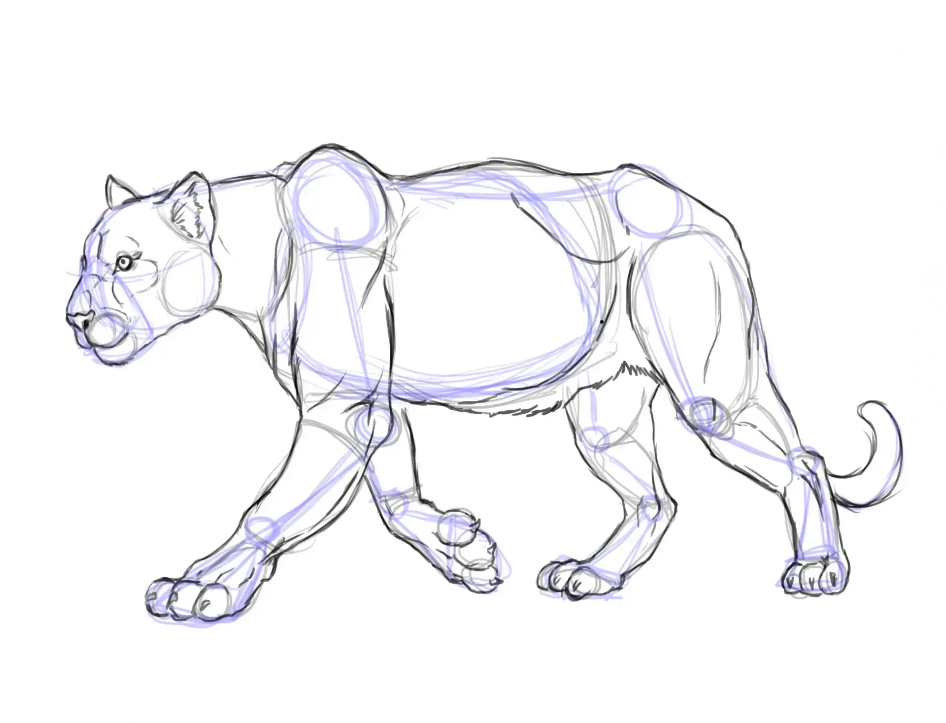 draw the hind legs of a panther