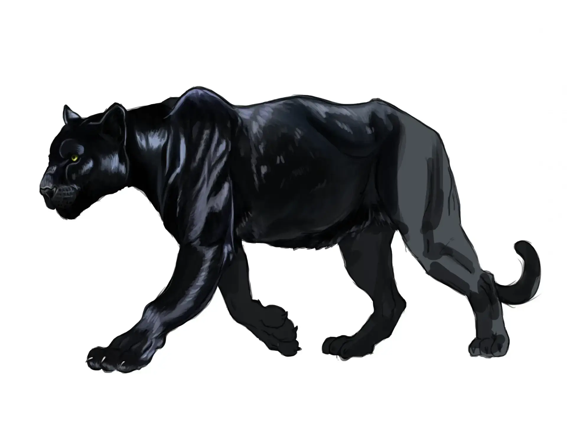 drawing the folds of a panther